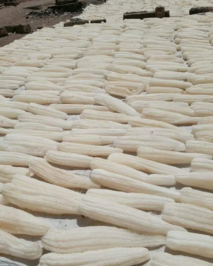 Whole loofah laid out in long rows in the sun