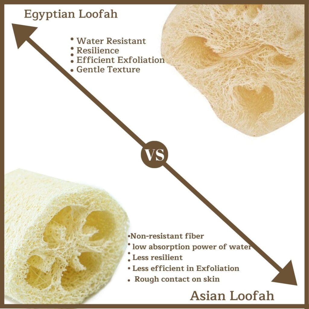 Egyptian Vs Asian Loofah