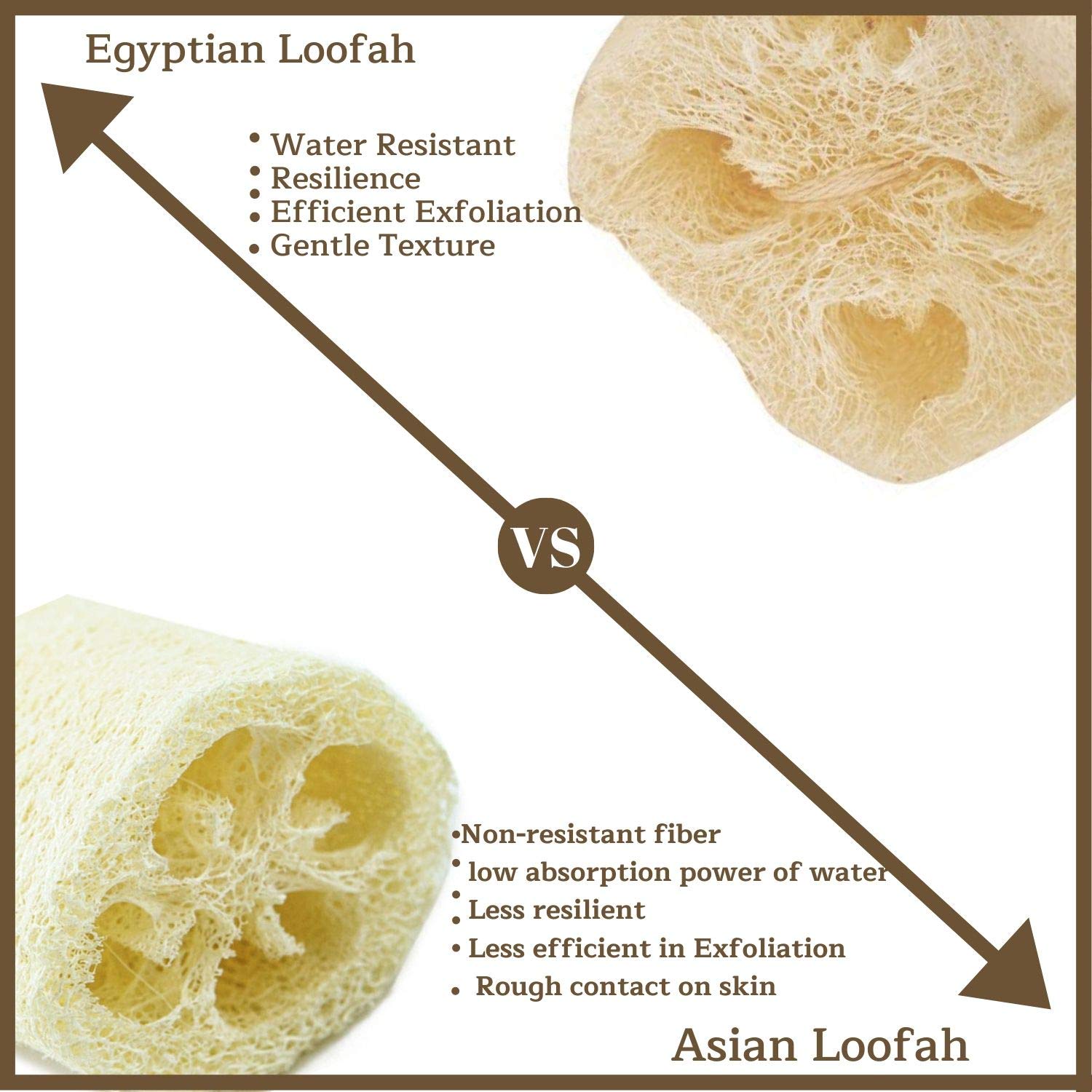 Egyptian Loofah Vs Asian Loofah