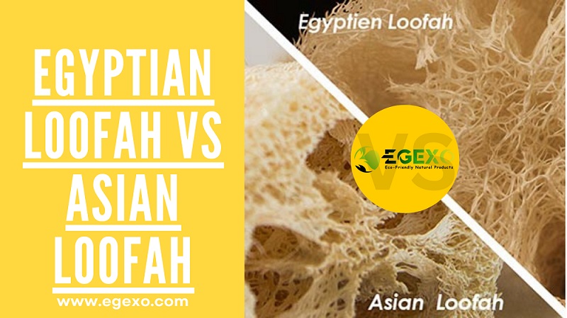 Egyptian Loofah vs Asian Loofah: Which One is Right for You?