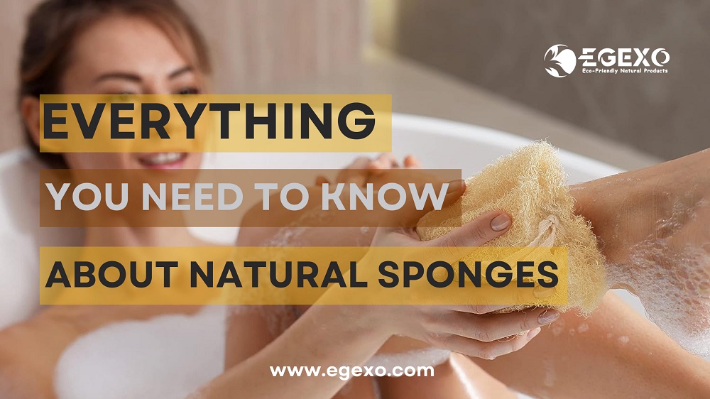 Everything You Need to Know About Natural Sponges Loofah Luffa