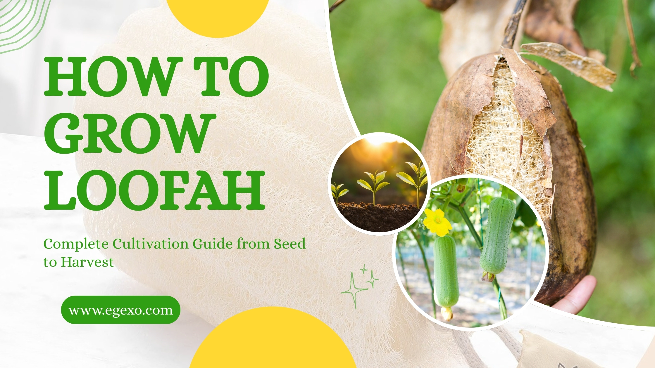 How to Grow Loofah | Complete Guide 2025 | Egexo
