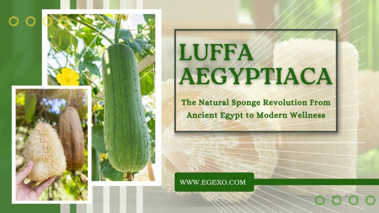 Luffa aegyptiaca Natural Sponge Guide | Benefits and Uses | Egexo