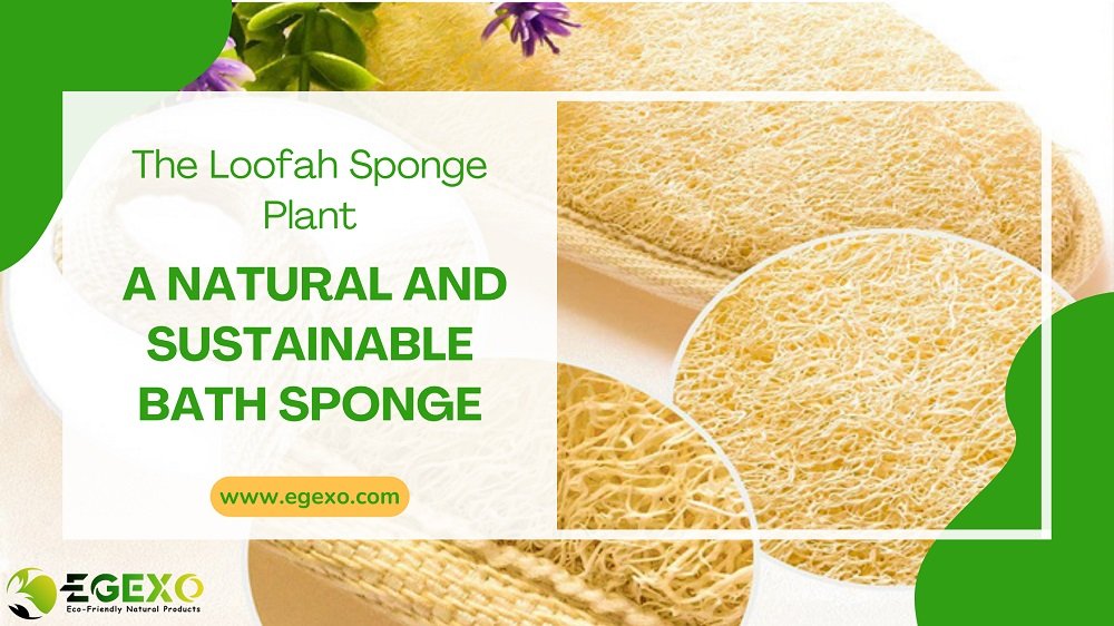 The Loofah Sponge Plant: A Natural and Sustainable Bath Sponge