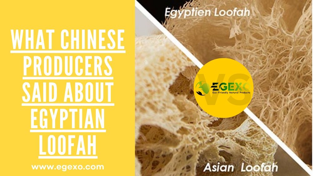 What Chinese Producers Said about Egyptian Loofah? (Egyptian Loofah Vs Asian Loofah)