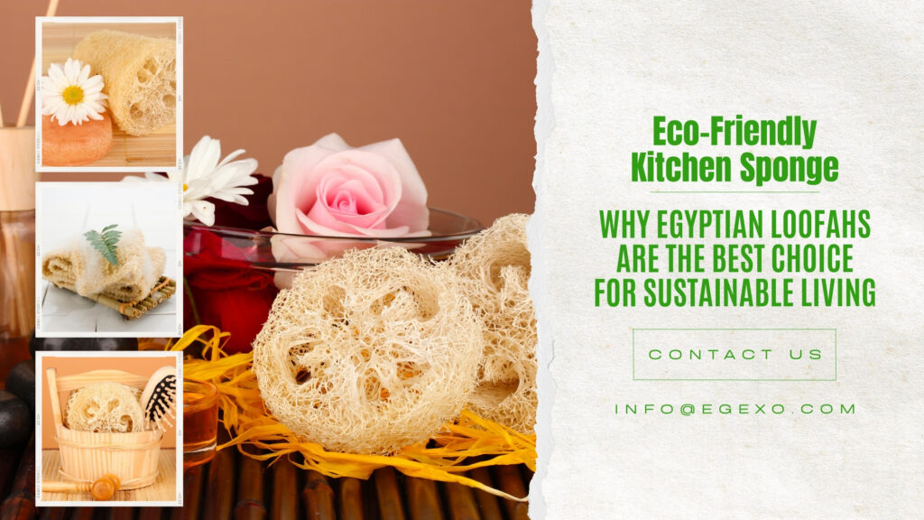 Eco-Friendly Kitchen Sponge: Why Egyptian Loofahs Are the Best Choice for Sustainable Living