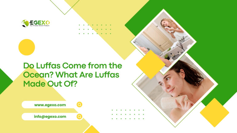 Do Luffas Come from the Ocean
