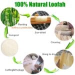 Dischetti struccanti in luffa naturale – Luffa naturale egiziana, vista 5