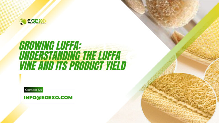Growing Luffa