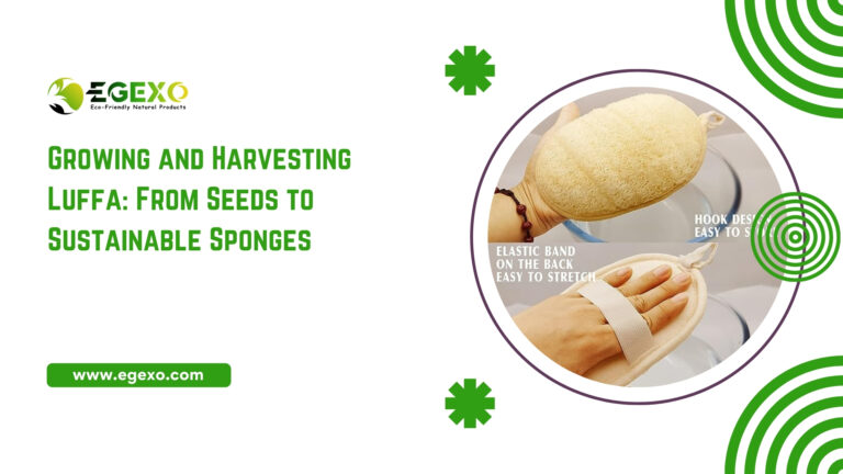Growing and Harvesting Luffa