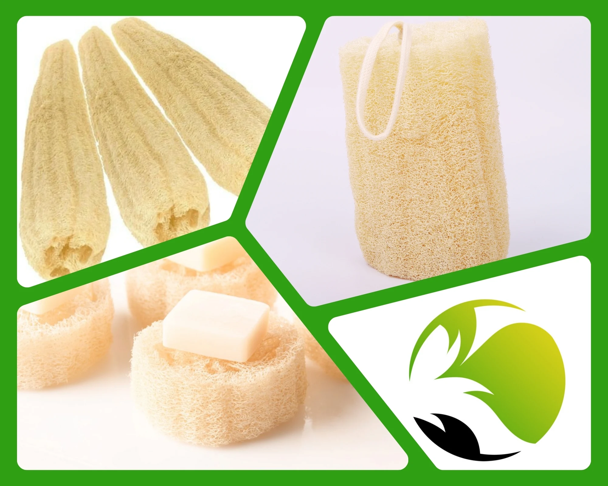 Raw Loofah Bulk Supplier Egypt | Unprocessed Natural Luffa | EGEXO Wholesale