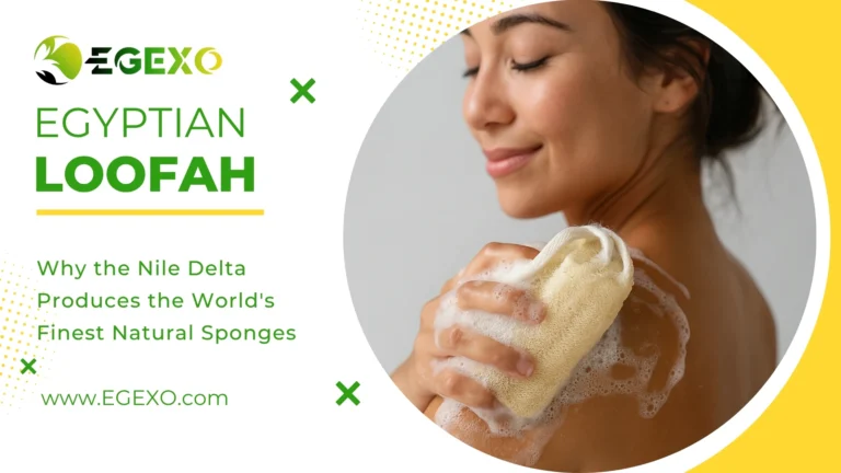 Premium Egyptian loofah sponges showing natural fiber texture and density from Nile Delta cultivation