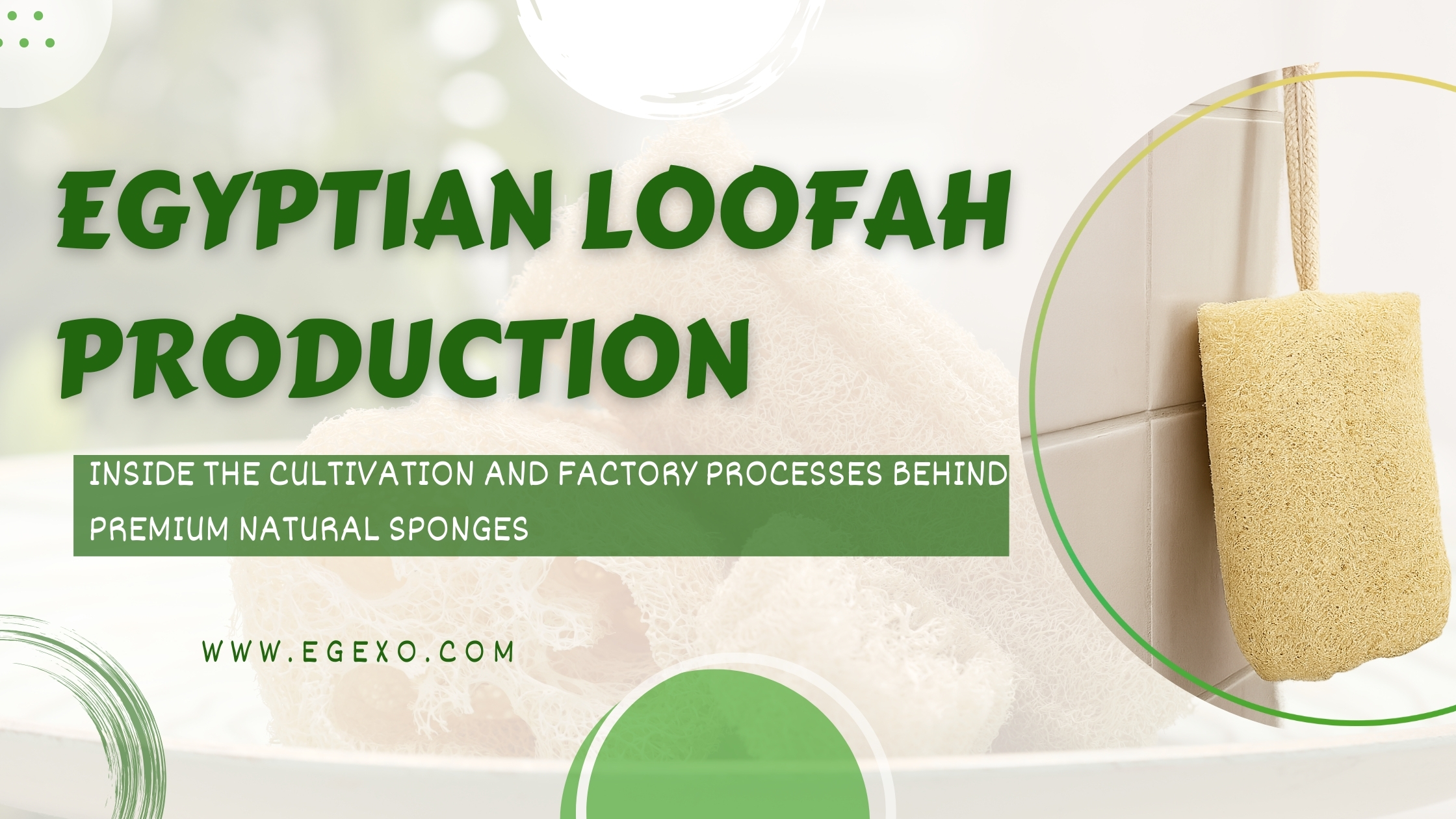 Egyptian Loofah Production | Cultivation to Export 2026 | Egexo