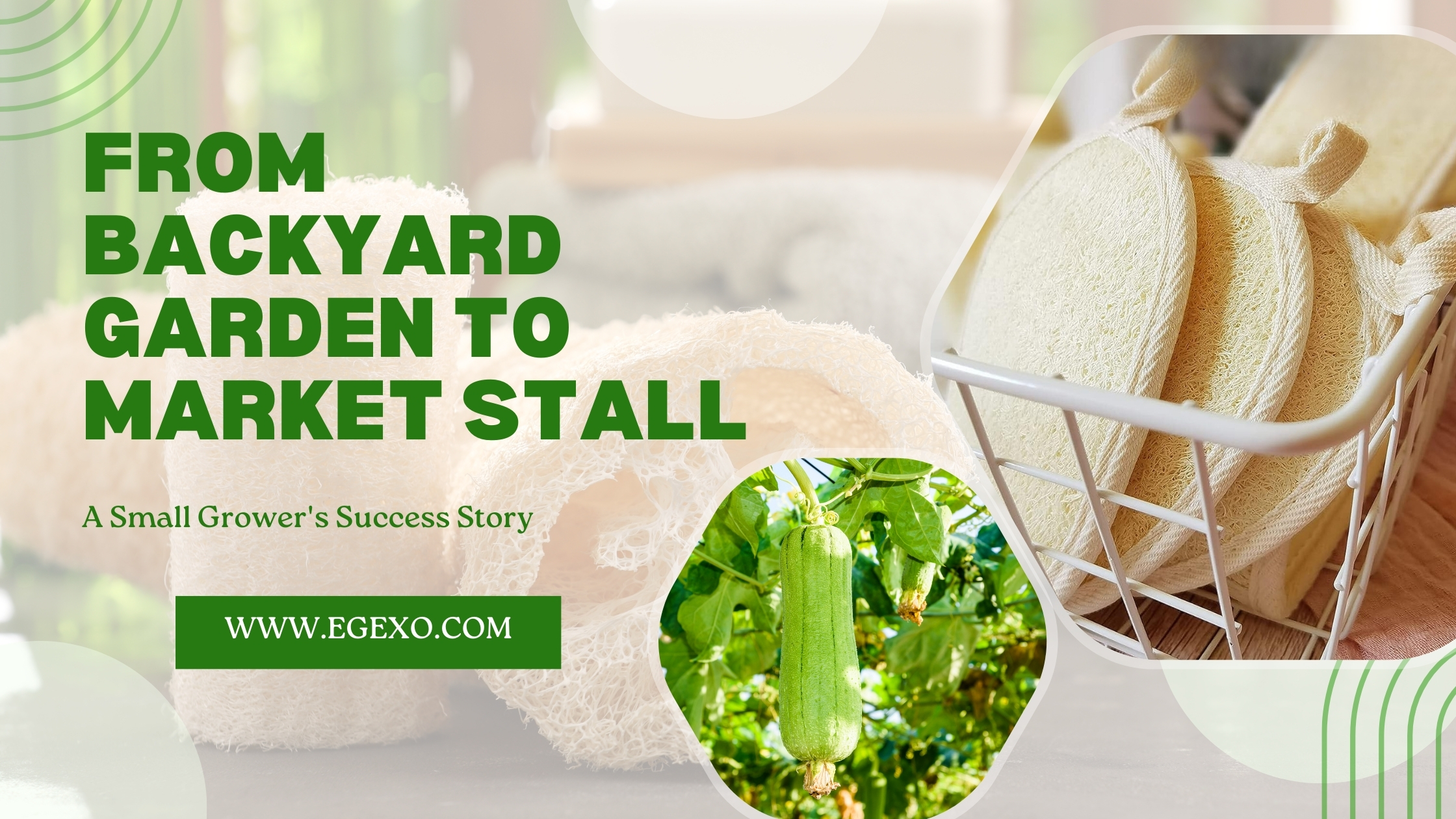 Home page 16 From Backyard Garden to Market Stall Success Story | Egexo