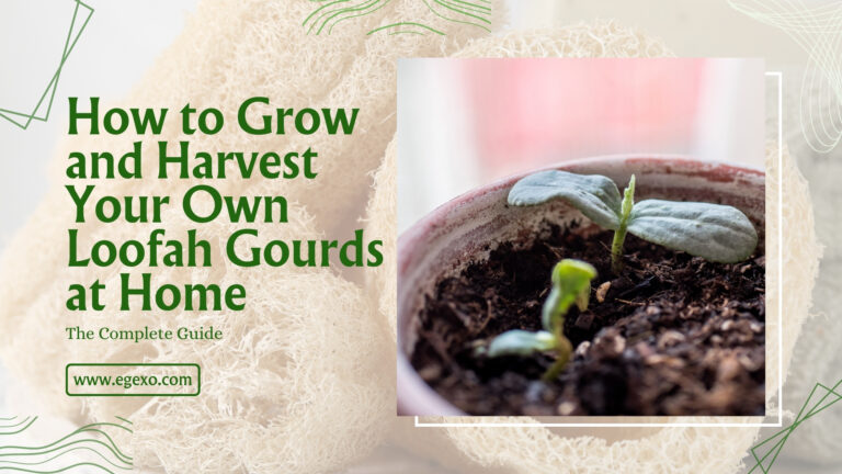 How to Grow and Harvest Your Loofah Gourds at Home Egexo