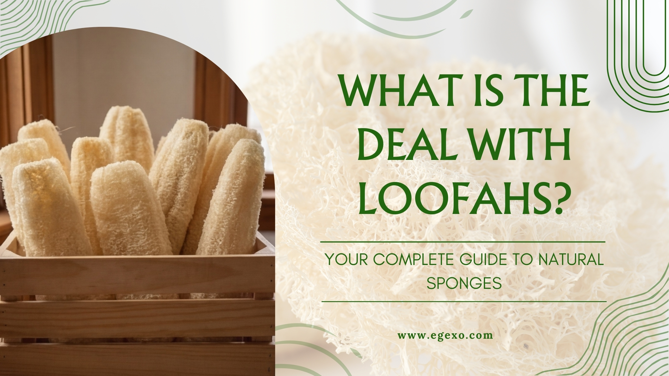 Home page 16 What is the Deal with Loofahs Complete Guide 2026 Egexo