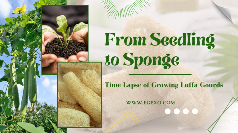 From Seedling to Sponge Growing Luffa Gourds 2026 Egexo