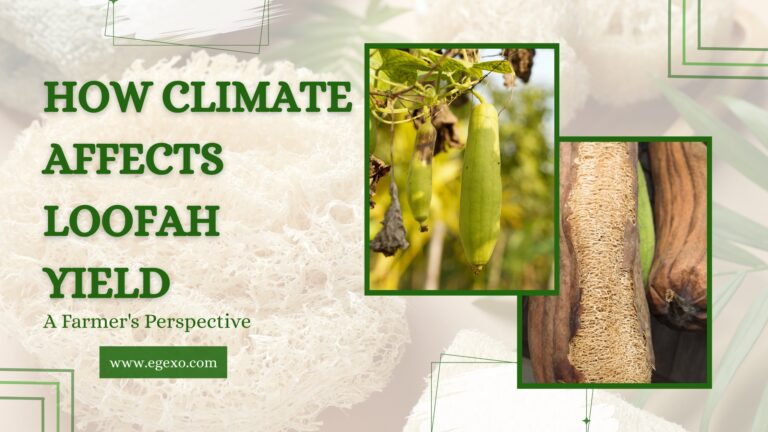 How Climate Affects Loofah Yield Egyptian Loofah Guide 2026 Egexo