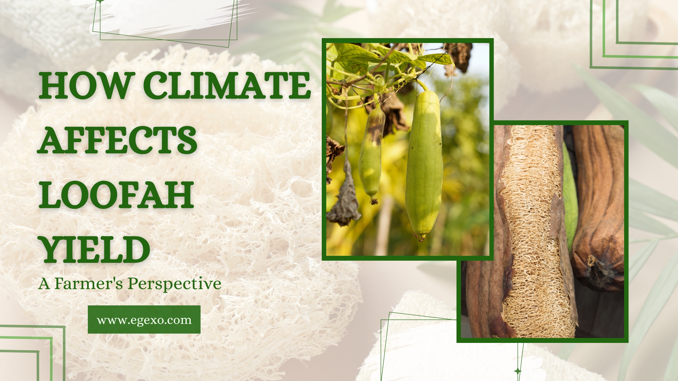 How Climate Affects Loofah Yield Egyptian Loofah Guide 2026 Egexo