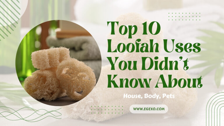 Top 10 Loofah Uses You Didn't Know About 2026 Guide Egexo