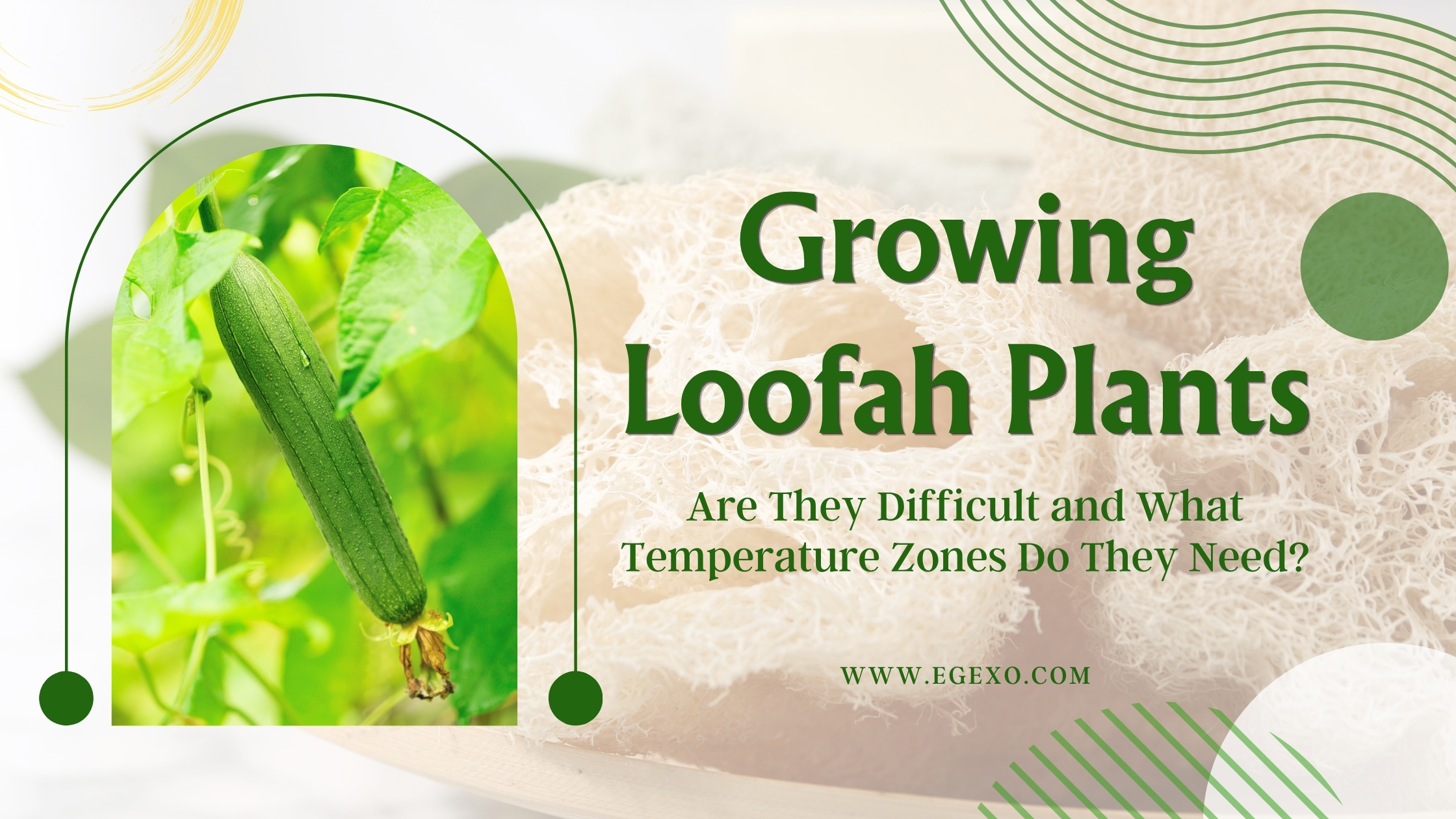 Growing Loofah Plants Difficulty, Zones and Tips 2026 Egexo