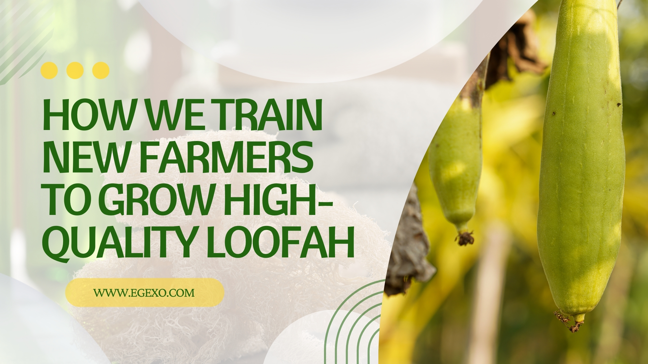 How We Train New Farmers to Grow High-Quality Loofah | Egexo 2026